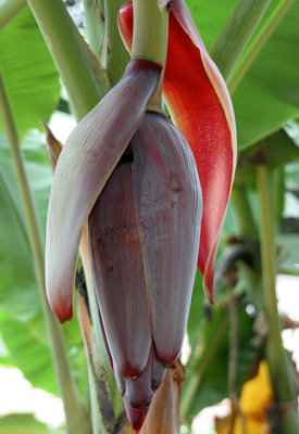 Flower of a banana