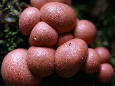 These are fungi and not haemorrhoids