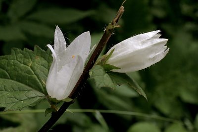 Beauty in white  (Campanula)