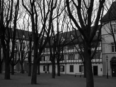 Tree park in Basel
