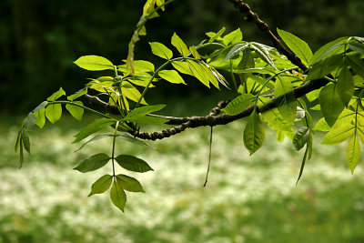 fresh green