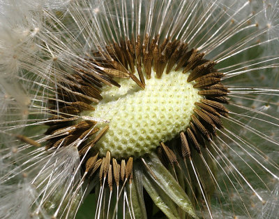 Dandelion: Ending of one life, start of a life journey of many others