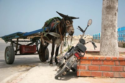 'Poor thing, you must be exhausted,' Donkey said to the motorbike