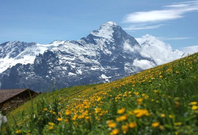 Springflower and view to snowy mountains