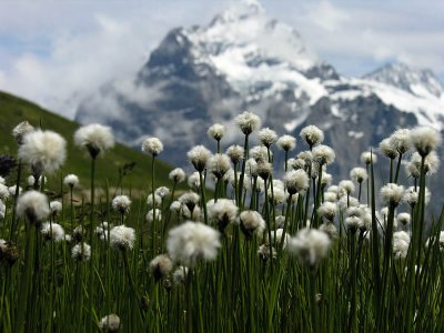 snow flower