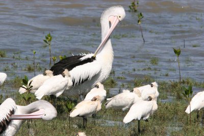 Australian Pelicans and Royal Spoonbills