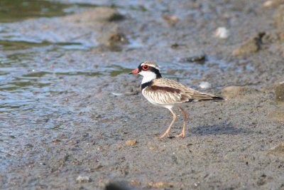 Black-fronted Dotteral