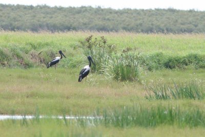 Black-necked Storks