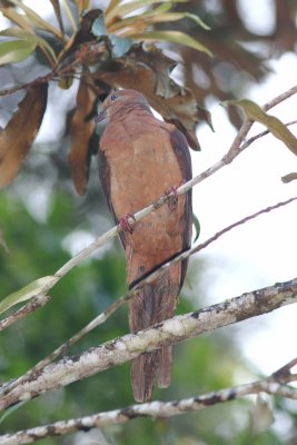 Brown Cuckoo-dove