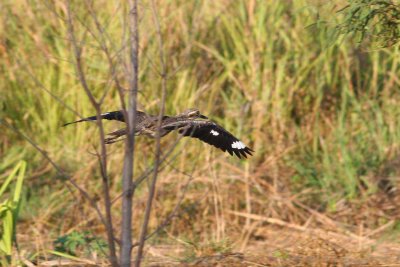 Bush Stone-curlew