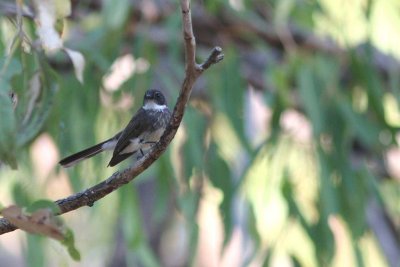 Fantail, Northern