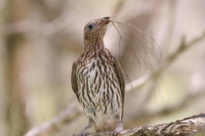 Figbird (Female)
