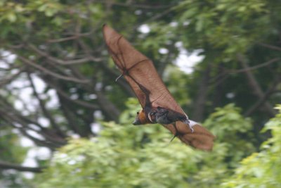 Flying Fox with Baby