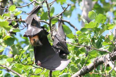 Flying Foxes