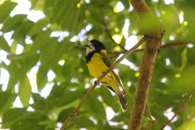 Golden Whistler