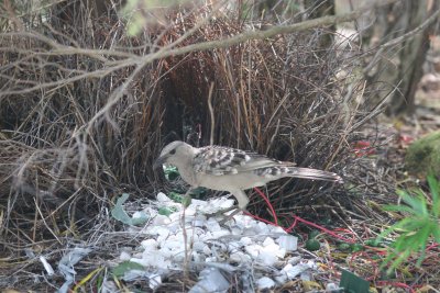 Great Bowerbird and bower