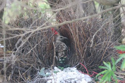 Great Bowerbird in bower