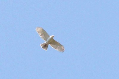 Grey Goshawk