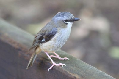 Grey-headed Robin