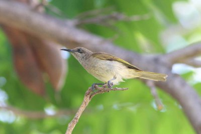 Honeyeater, Brown Imm