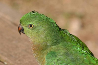 King Parrott Female