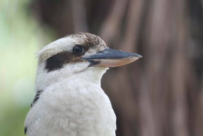 Laughing Kookaburra