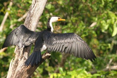 Little Pied Cormorant