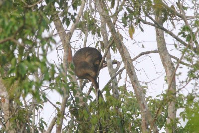 Lumhotz' Tree Kangaroo