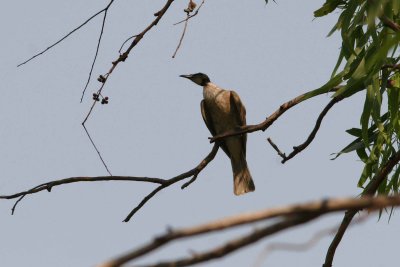 Noisy Friarbird