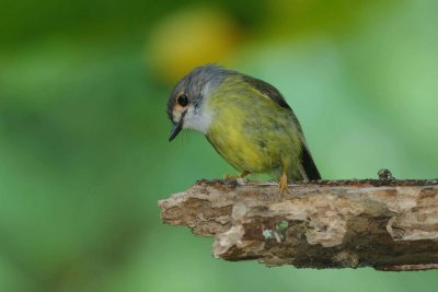 Pale Yellow Robin