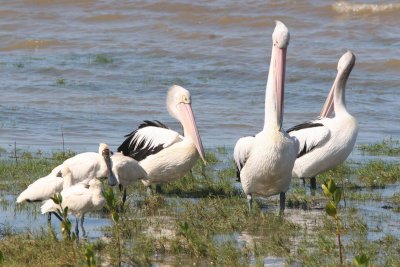 Pelicans and Royal Spoonbills
