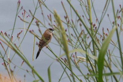 Plum-headed Finch