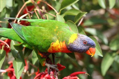 Rainbow Lorikeet