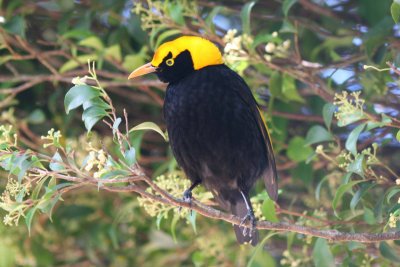 Regent Bower Bird (Male)