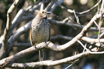 Regent Bowerbird (Female)