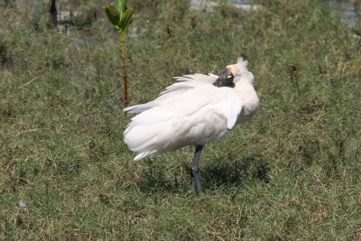 Royal Spoonbill