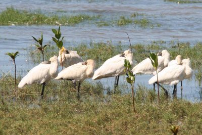 Royal Spoonbills