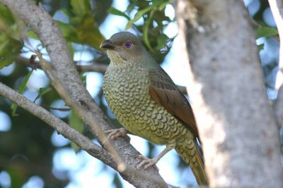 Satin Bowerbird (Female)