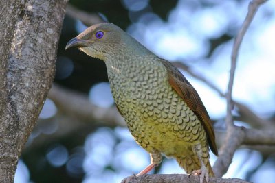 Satin Bowerbird (Female)