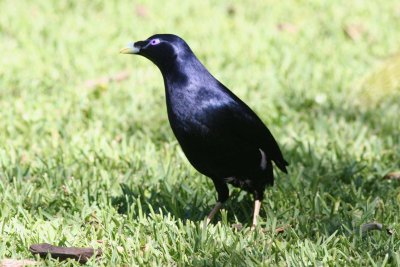 Satin Bowerbird (Male)