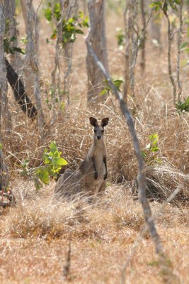 Agile Wallaby