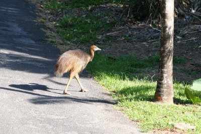 Southern Cassowary Chick