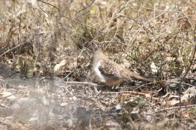 Squatter Pigeon