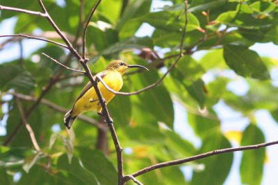 Sunbird (Female)