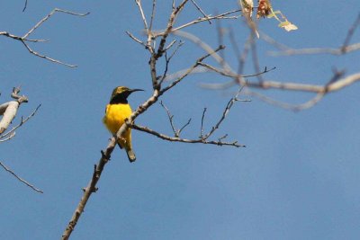 Sunbird (Male)