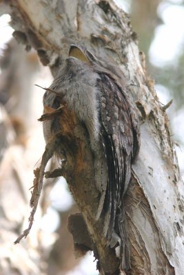 Tawny Frogmouth