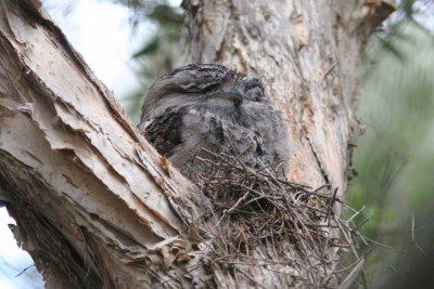 Tawny Frogmouths on nest