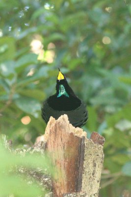 Victoria's Riflebird display