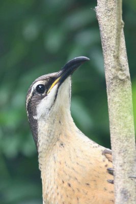 Victoria's Riflebird (female)