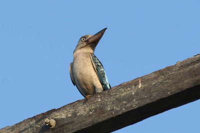 Blue-winged Kookaburra